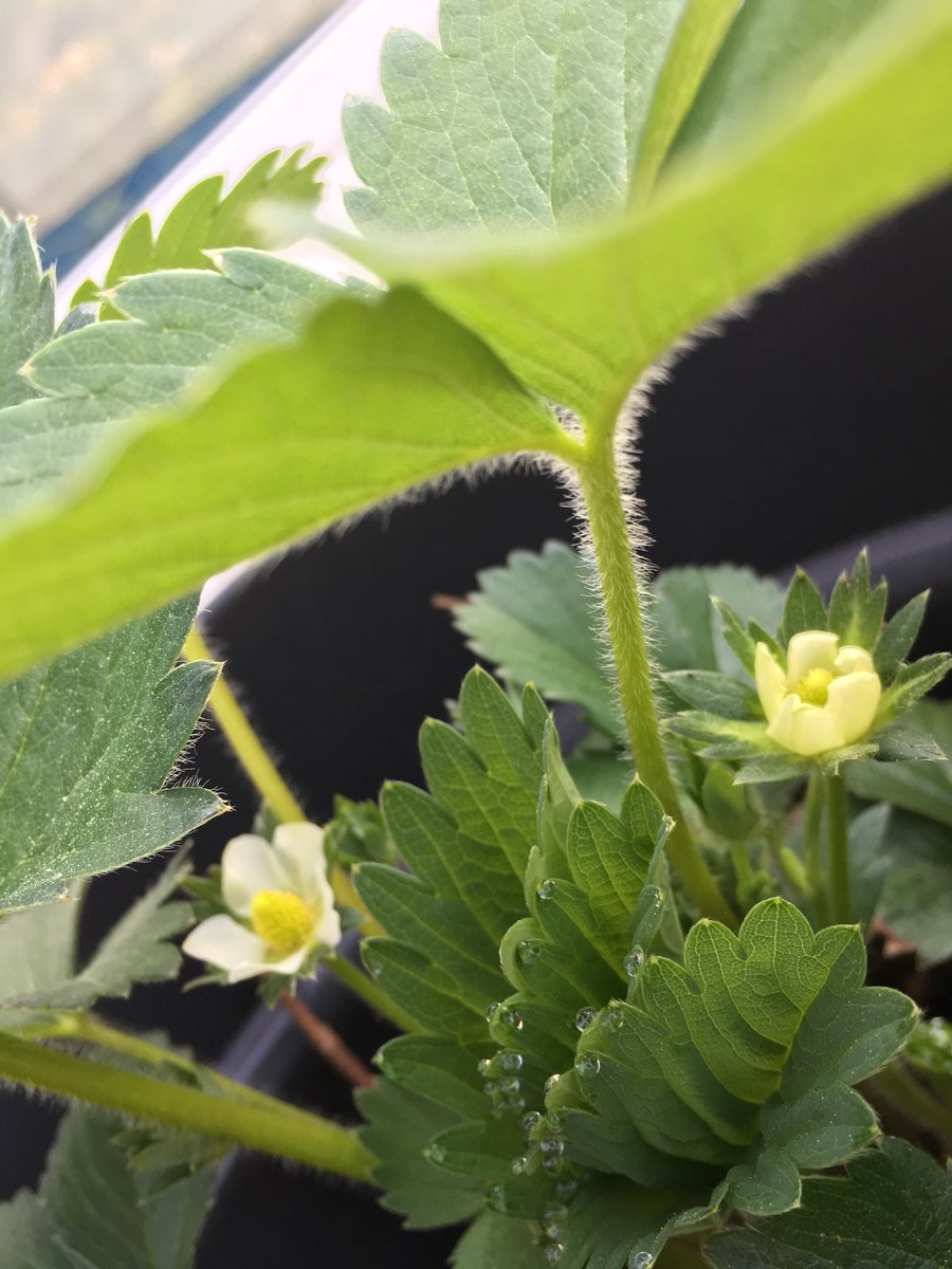 #Spargel