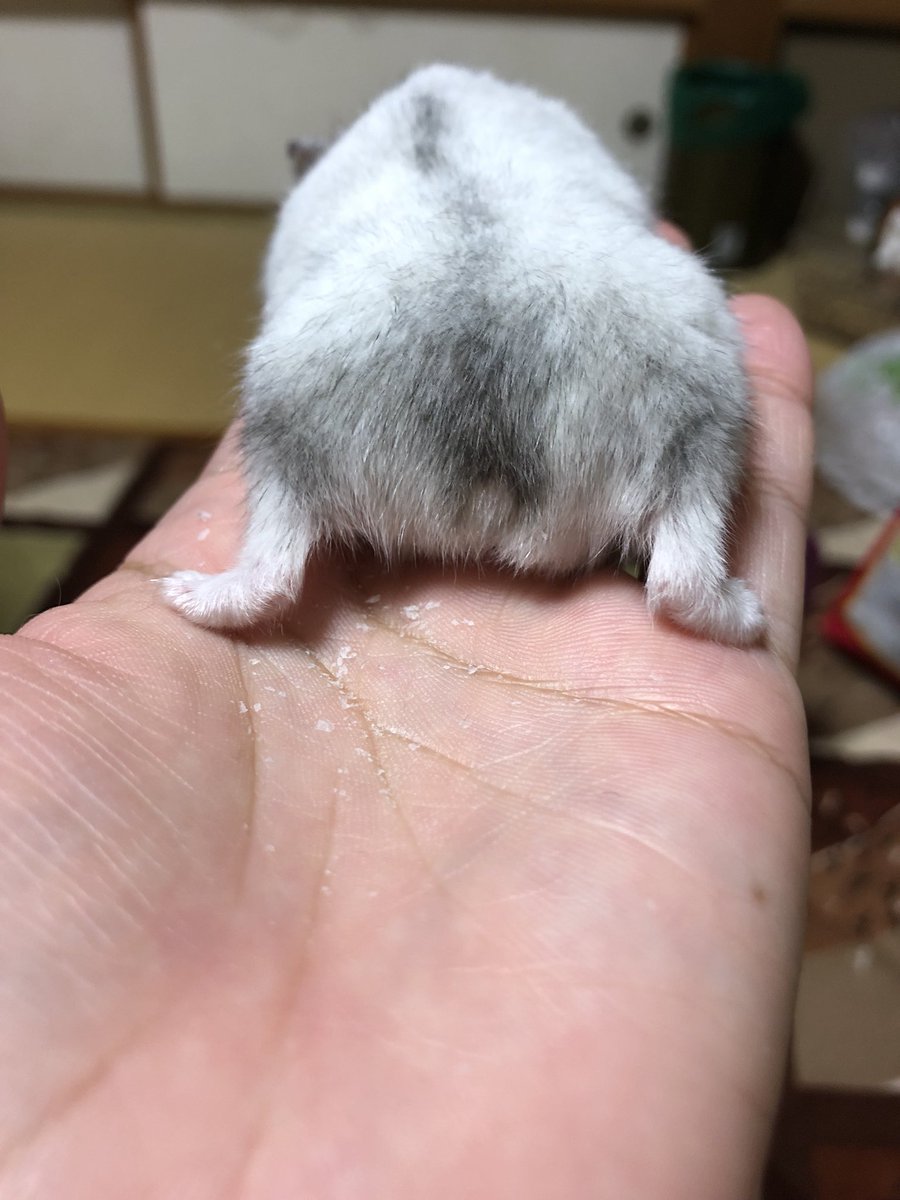 おしりかじり虫ホイホイ( ´థ౪థ) おしりかじり虫ホイホイ( ´థ౪థ)