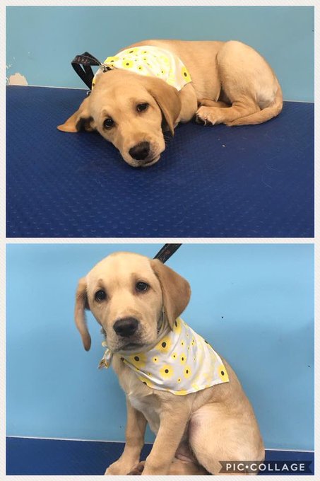 @dog_rates This is Bonnie. She had her first puppy groom today! Check out that snazzy bandana! https://t.co/YFcdSLcDv8
