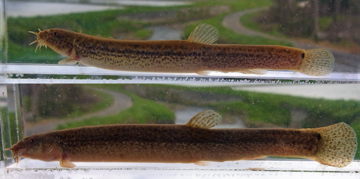 Corydoras Sterbai Syonan113 2018年4月22日のお気に入り ツイセーブ