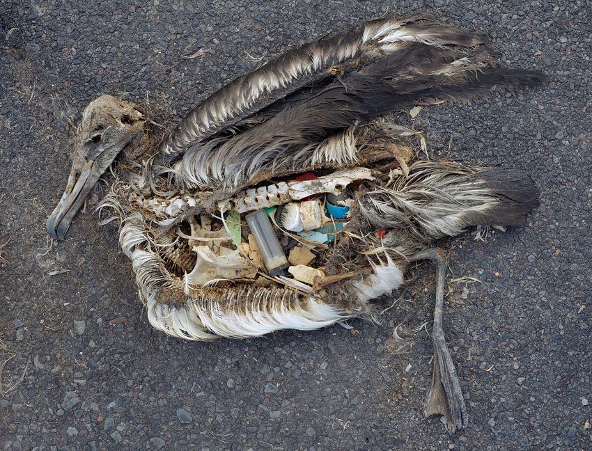 RT @VICE: This photographer documents polluted bird carcasses: https://t.co/2VpgnjtORy https://t.co/om9gko2iu7