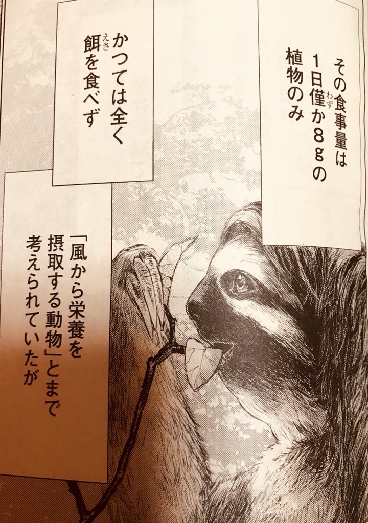 ナマケモノすっげぇ⁈一日わずか8gの植物食べるだけで生きていけるのか!#月刊ヒーローズ#キリングバイツ ナマケモノすっげぇ⁈一日わずか8gの植物食べるだけで生きていけるのか!#月刊ヒーローズ#キリングバイツ