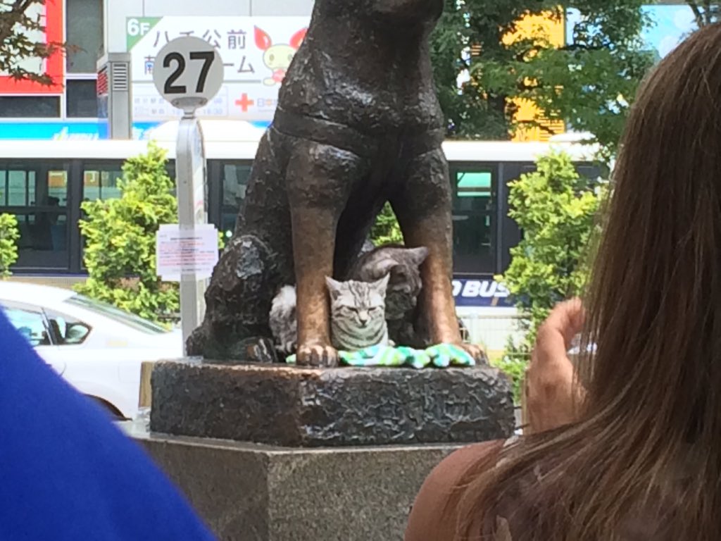 The Cats