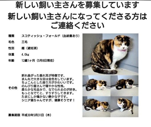 🆘飼い主さん募集🆘#北海道 #上川保健所収容期限5月31日(木)まで‼️・スコティッシュフォールド・メス(避妊済み)・1 🆘飼い主さん募集🆘#北海道 #上川保健所収容期限5月31日(木)まで‼️・スコティッシュフォールド・メス(避妊済み)・1