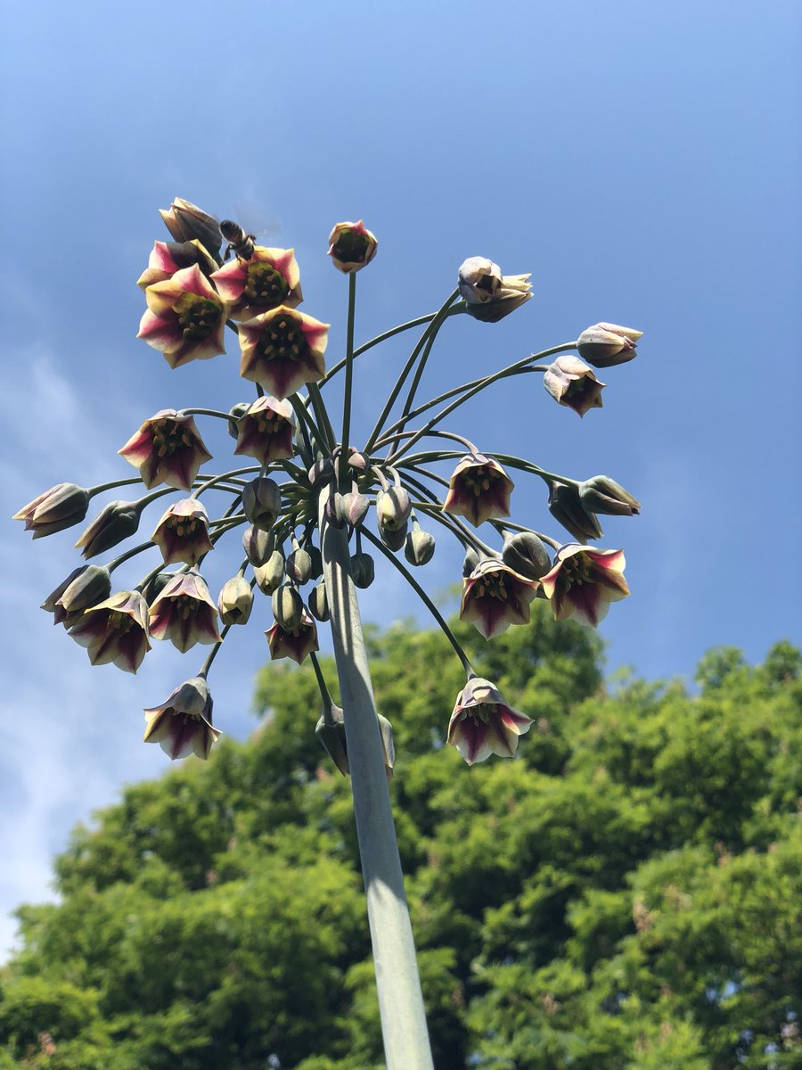 なんと可憐なこの花の名は?What’s the name of this flowers? #london #flowe なんと可憐なこの花の名は?What’s the name of this flowers? #london #flowe