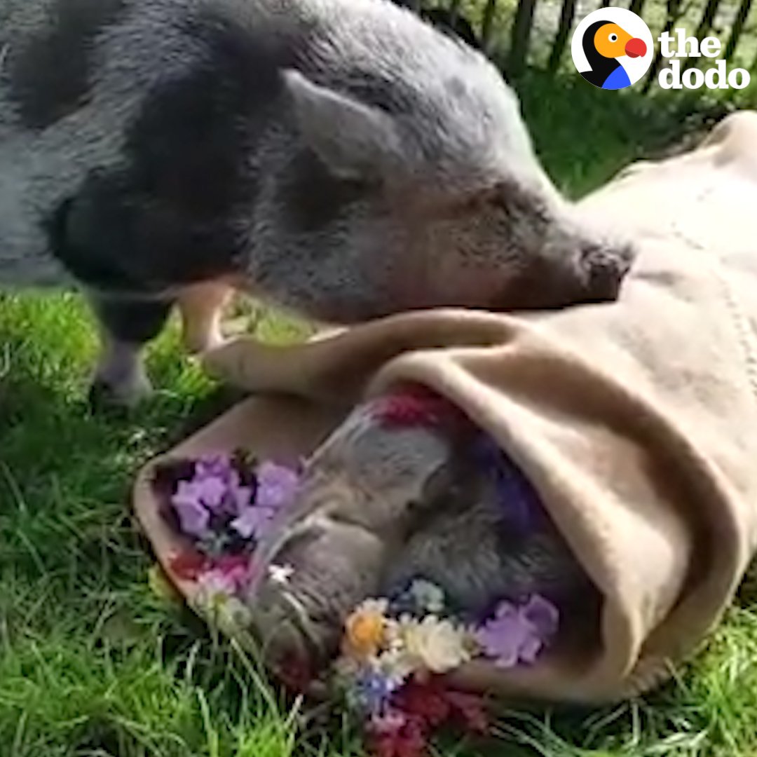 RT @dodo: This pig is saying goodbye to his best friend ???? https://t.co/Zbs3yyOp5K