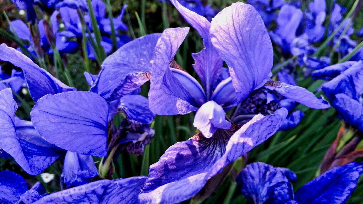 花束抱きて刻刻のわれみにくきにその束の芯死にたるあやめ塚本邦雄 花束抱きて刻刻のわれみにくきにその束の芯死にたるあやめ塚本邦雄