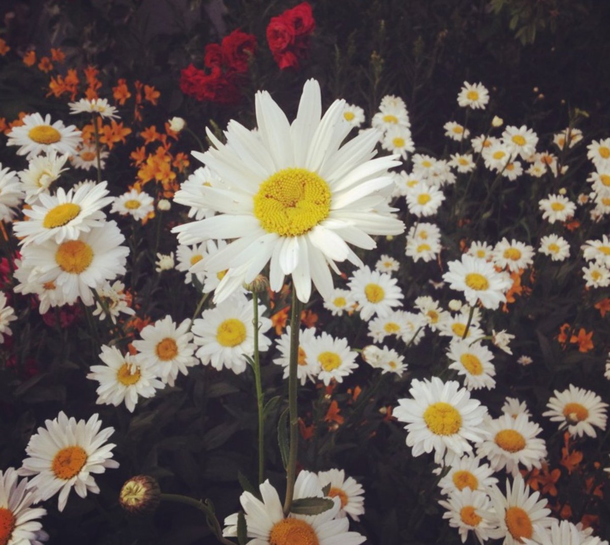 Take a photo of a flower (or two, or three, or more) and post here — https://t.co/S5sb6BCEXh https://t.co/oGNlNe3Zbt