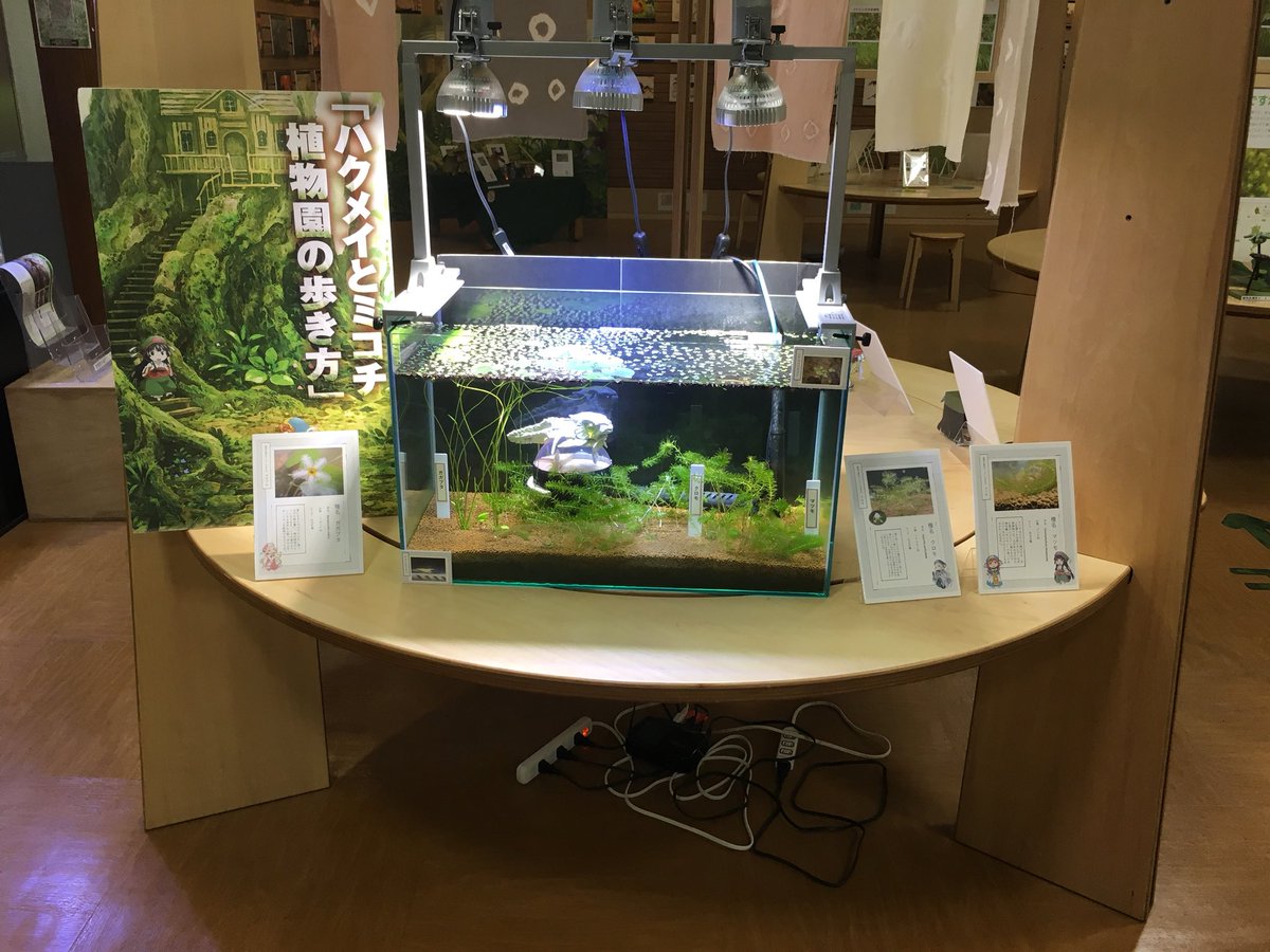展示増えてる! #ハクミコ神代 #hakumiko #ハクメイとミコチ 展示増えてる! #ハクミコ神代 #hakumiko #ハクメイとミコチ