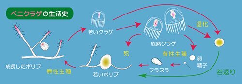 『たまこラブストーリー』のベニクラゲも「不老不死=停滞」かとも思ったけど、ベニクラゲの不老不死はどちらかというと「回帰」 『たまこラブストーリー』のベニクラゲも「不老不死=停滞」かとも思ったけど、ベニクラゲの不老不死はどちらかというと「回帰」