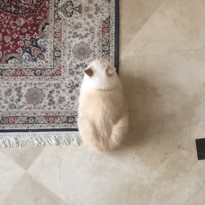 RT @M7mdDelRey: She likes to sit on the corners of carpets https://t.co/JITeB7WHNC