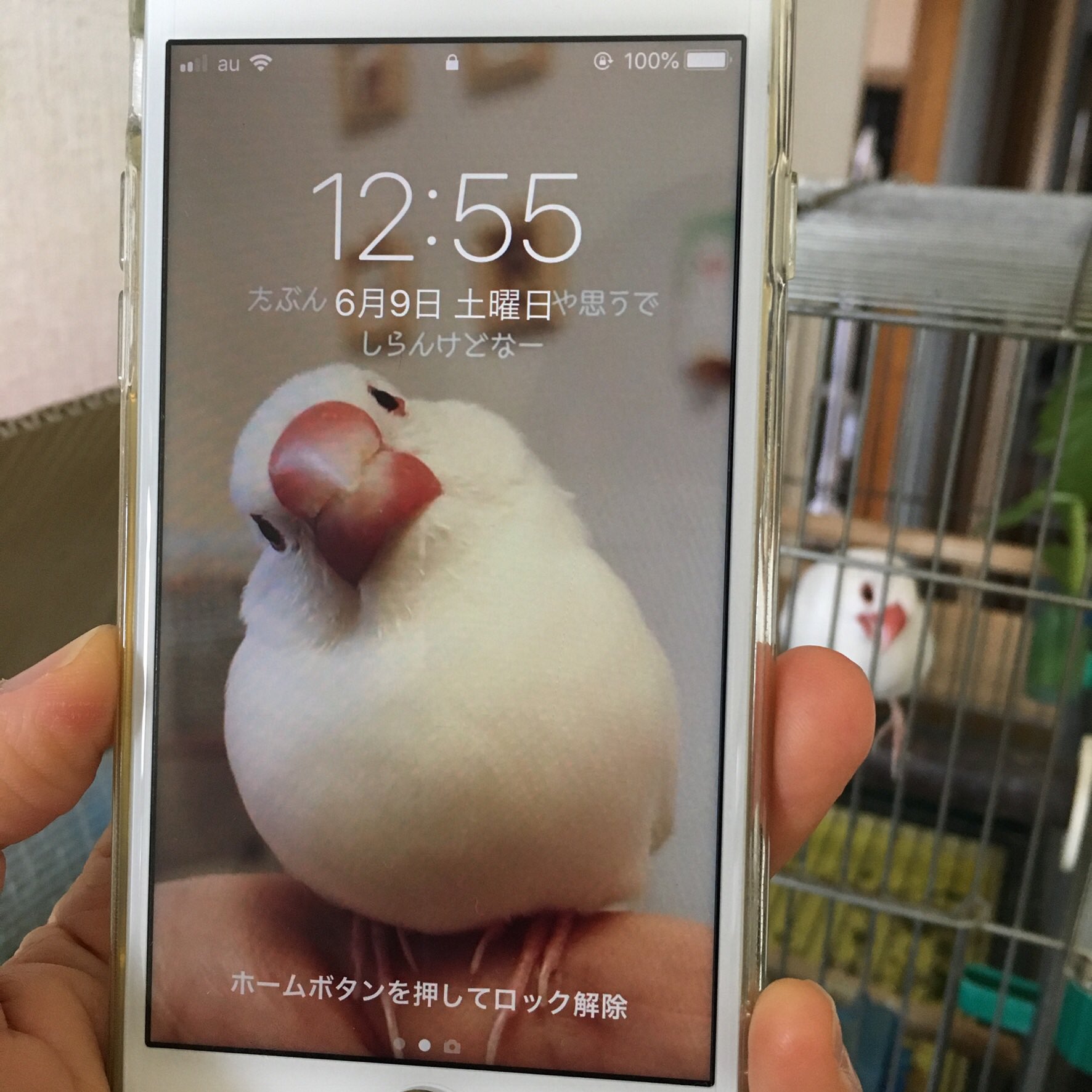 文鳥 In 関西弁うどんちゃんを壁紙にしてから ふとスマホ取り上げてはふふっとなっちゃう ふかふか男前くんだよねー うちの文鳥 はやや不満そうですが 笑