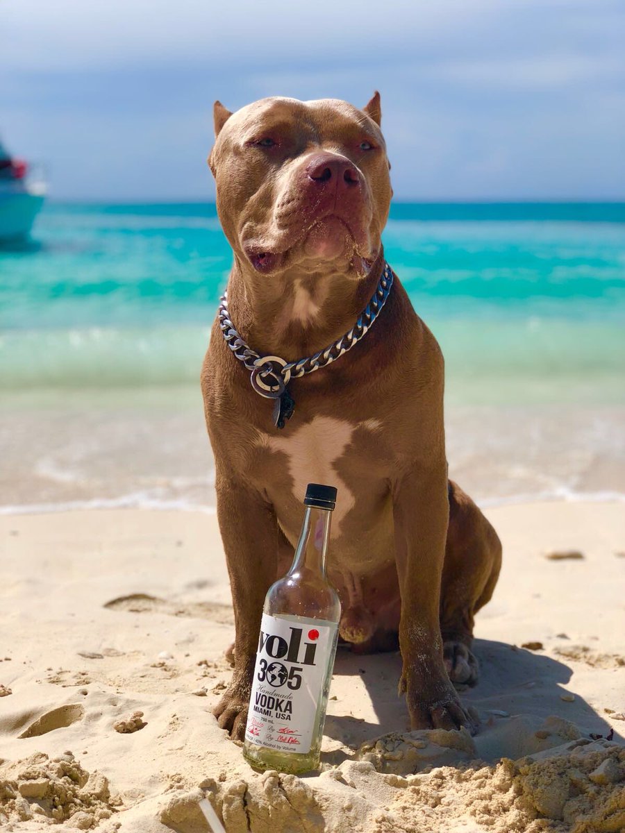 Reincarnated through @voli305vodka with my own vodka and my own beach. Que rico! Reincarnate yourself, Dale! https://t.co/jxSPmDq3aW