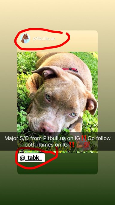 #Retweet This and Follow us on IG #Pitbulls.us and #_tabk_ https://t.co/3w2VJpBHlb