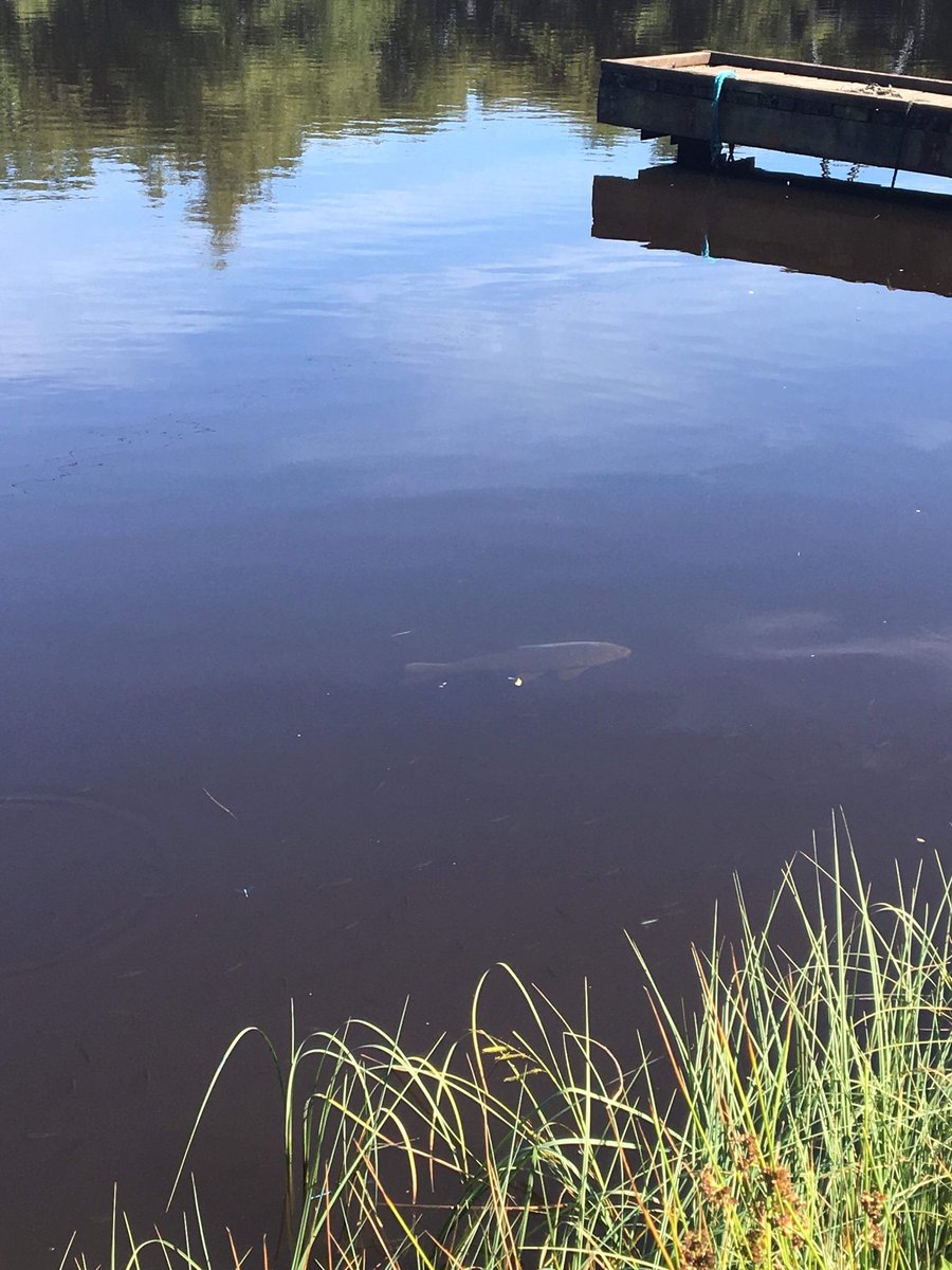 Even the fish are sunbathing at Glasfryn! Hope your all enjoying this beautiful <b>Weather</b>! #car