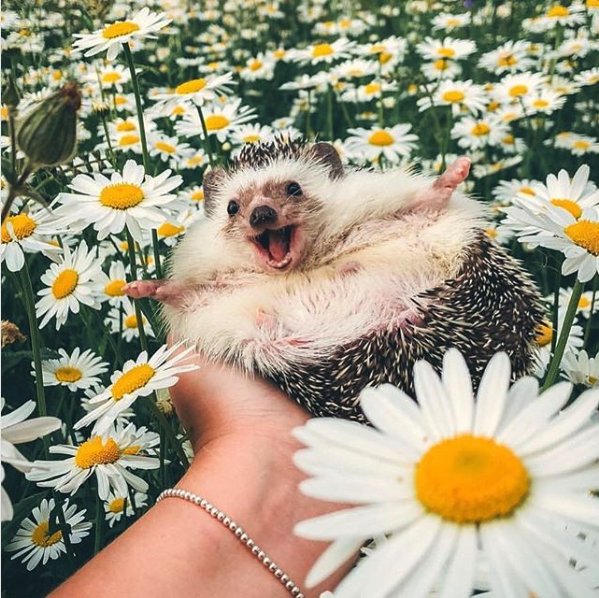 May you smile thiiiiiiiiiiis big today! #MrPokeeTheHedgehog ???????????? https://t.co/FoHq2wvk3e