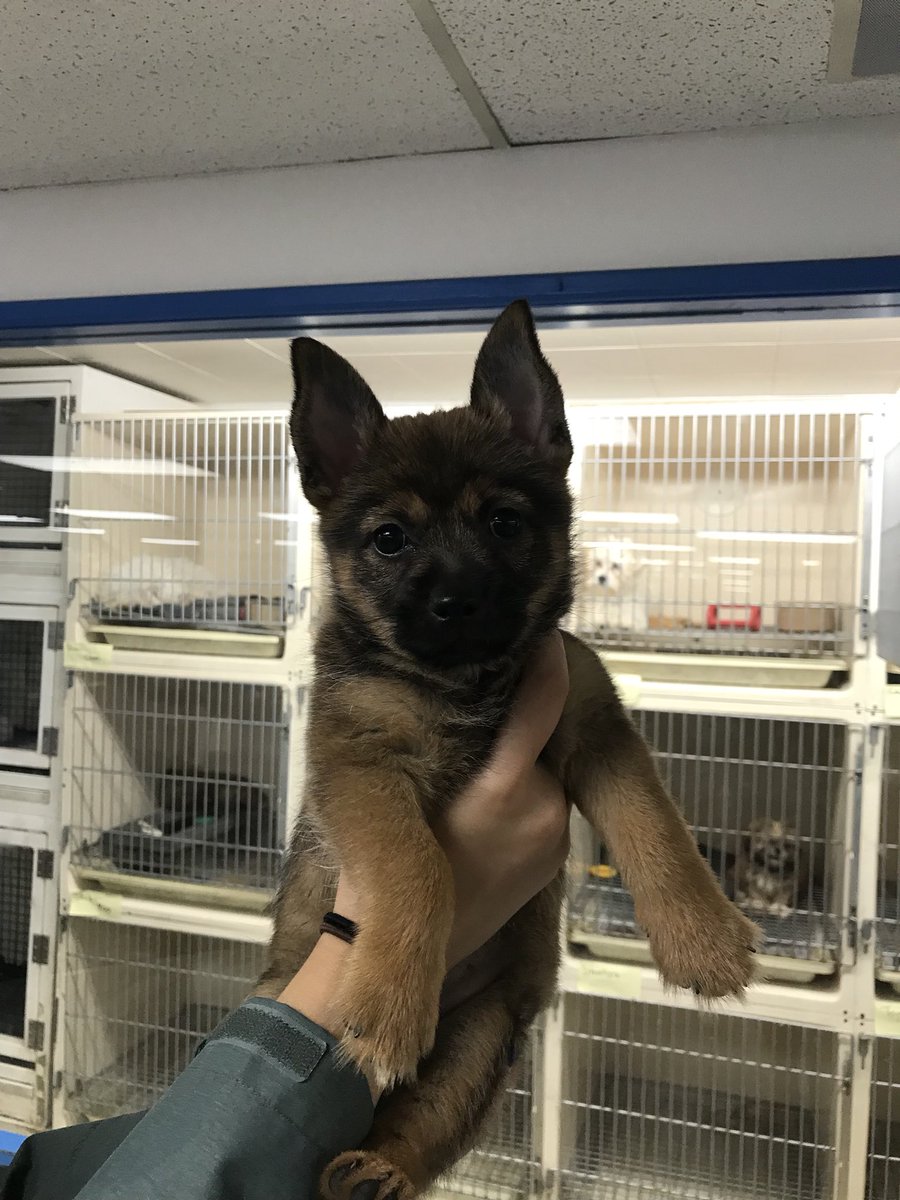 RT @maddiew1lliams: My dad said if I get 50,000 retweets he will buy me this puppy. Please help a girl out. https://t.co/UZplDfeQ08