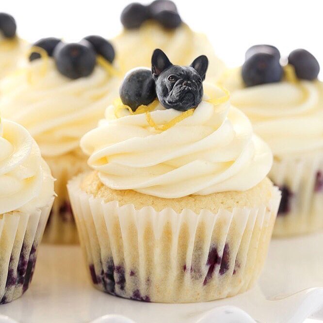 Y’all, this is cracking me up! Introducing pupberry pupcakes courtesy of @dogs_infood! ✨???????? https://t.co/wfI3LhmEy2