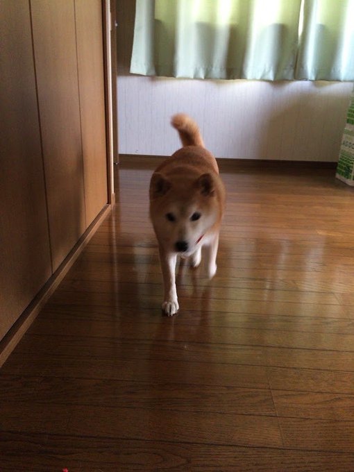 ボールルームへようこそ っていう競技ダンスのアニメを一気見してるプライム特典で無料だから、たまたま見はじめたら続きが気に ボールルームへようこそ っていう競技ダンスのアニメを一気見してるプライム特典で無料だから、たまたま見はじめたら続きが気に