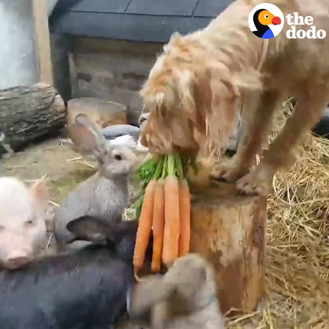 RT @dodo: Just a very helpful dog feeding his friends ???????????? https://t.co/2nVqT4HV0V