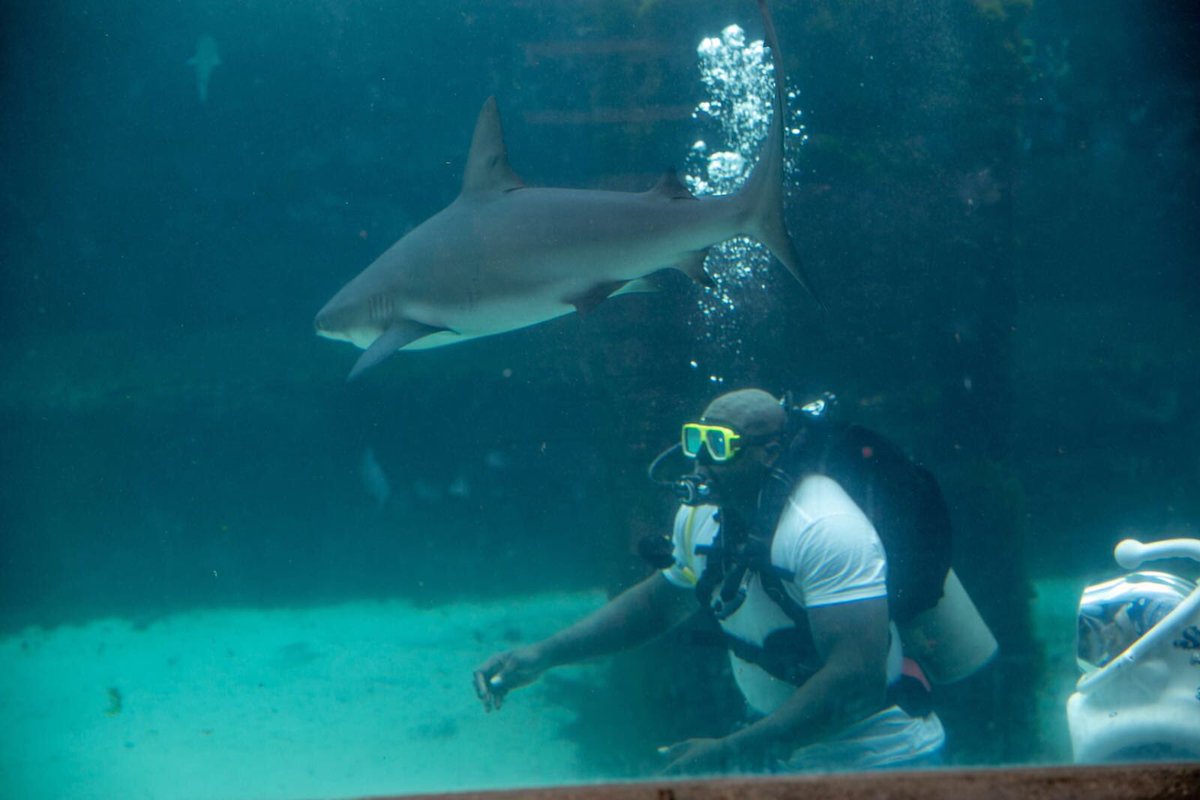 Shark week I mean SHAQ WEEK starts in ten minutes, don’t miss it #SharkWeek2018 #ShaqWeek https://t.co/cbZLpOF6pX