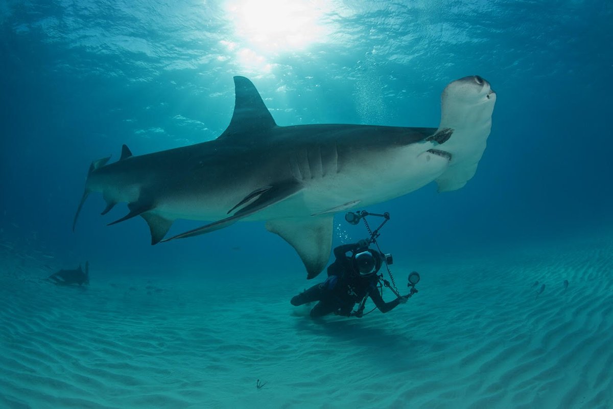 I wake up every day and deal with sharks, but my friend @Wyland swims with them from #SharkWeek to #SharkYear. Dale! https://t.co/wAuvYHb5Rz