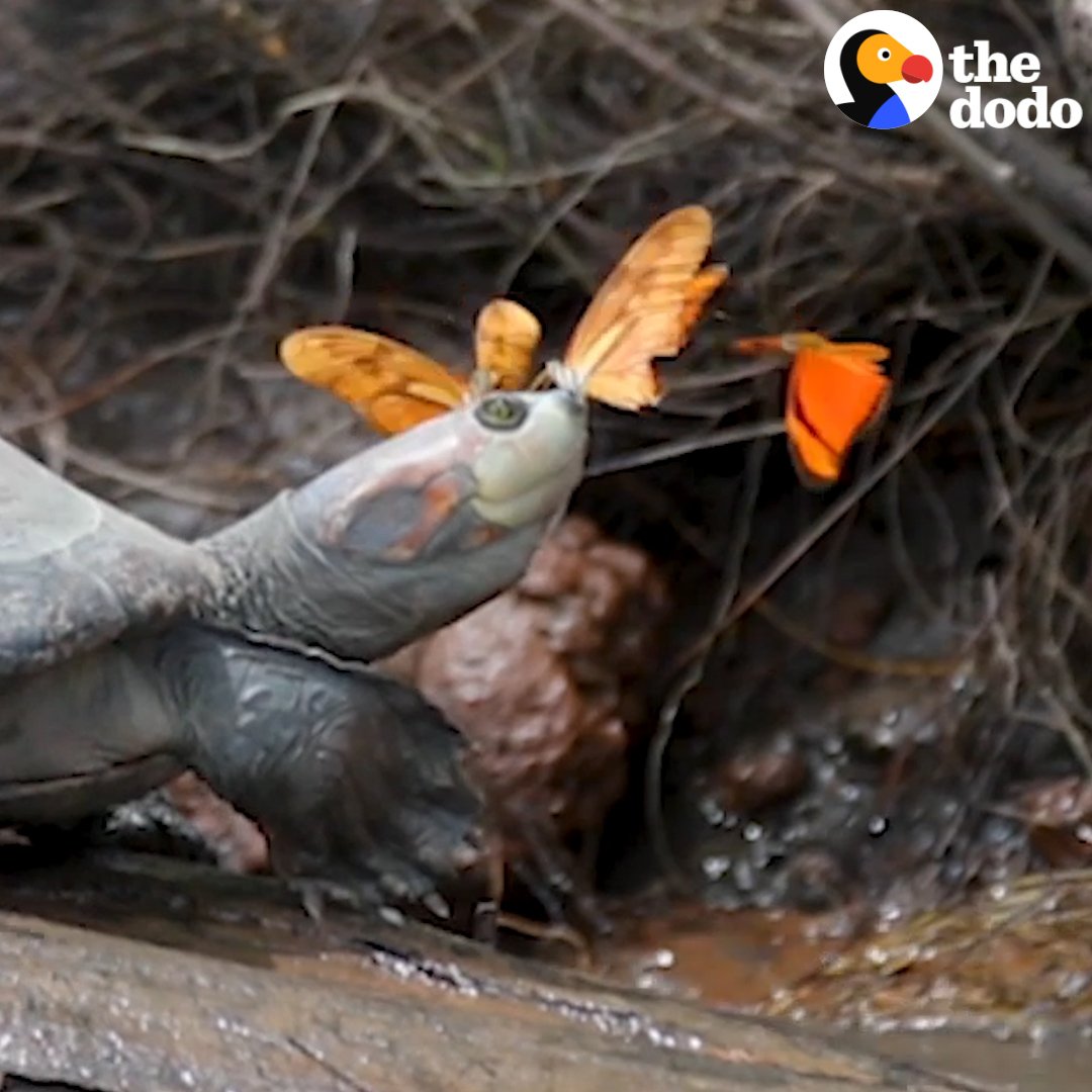 RT @dodo: Butterflies drink turtle tears when they need salt ❤️ https://t.co/isPqSN3ydI