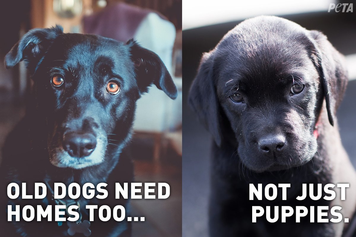 RT @PETAAsia: Old dogs need homes too ❤️ Always #AdoptDontBuy https://t.co/67U31IP4j0