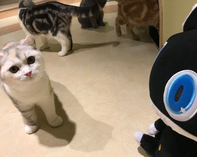 #世界猫の日 横浜・みなとみらいで動物とふれあえるSEGA「オービィ横浜」キャットパラダイスこのみちゃんとワガハイ # #世界猫の日 横浜・みなとみらいで動物とふれあえるSEGA「オービィ横浜」キャットパラダイスこのみちゃんとワガハイ #