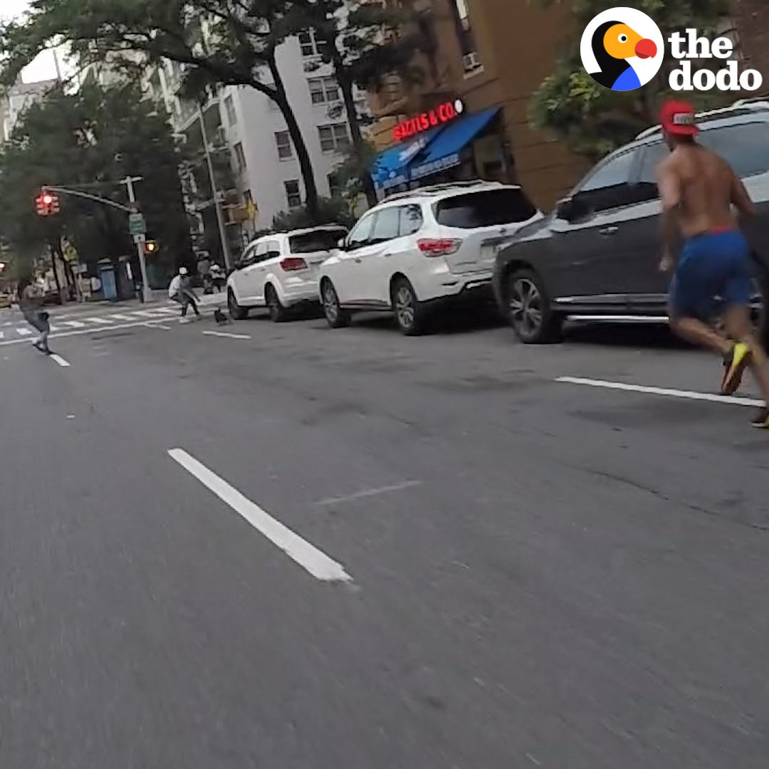 RT @dodo: This guy on a bike chased a tiny dog through the streets of New York to save him ???? https://t.co/MGk8aZHFVL
