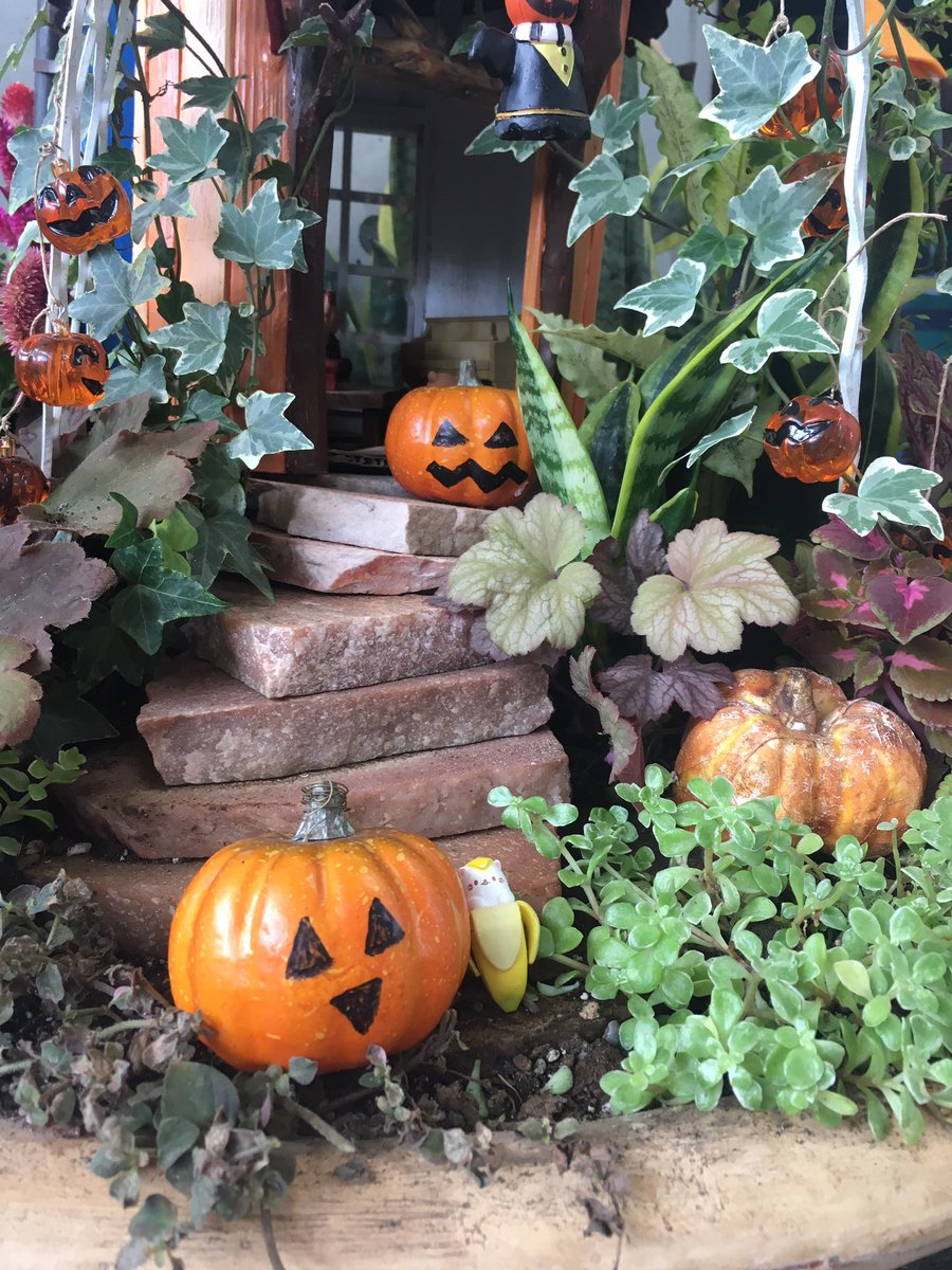 ハロウィン🎃🎃🎃🎃🎃#ばなにゃ ハロウィン🎃🎃🎃🎃🎃#ばなにゃ