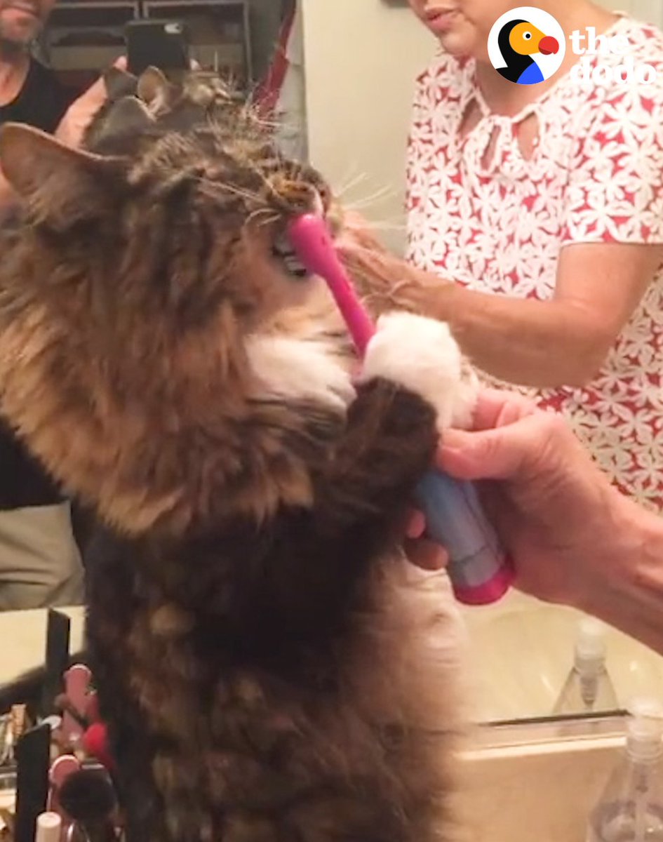 RT @dodo: This cat brushes his teeth every morning ???? https://t.co/hJswaWiTLt