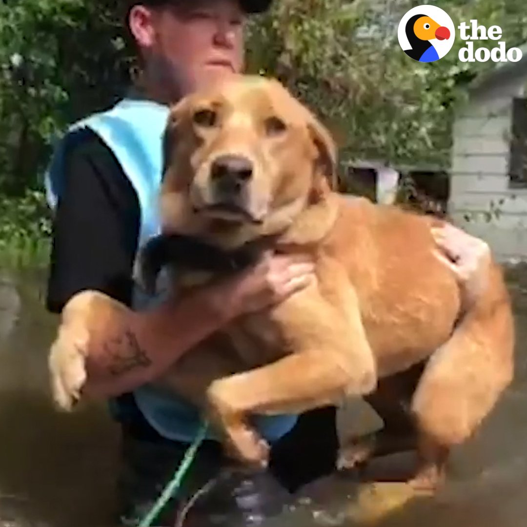 RT @dodo: These heroes rushed in to save the dogs who were left alone in the hurricane ❤️ (via @peta + @ruptly) https://t.co/Ano8QkU3IL