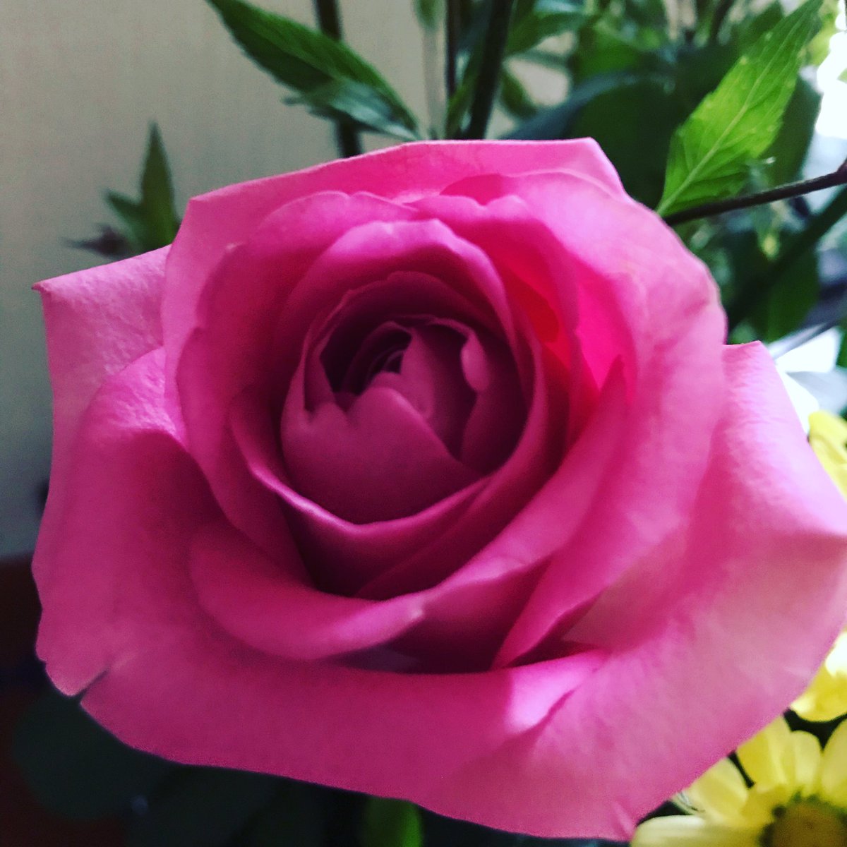 ベイビーステップを大切にしたいその小さな一歩を踏み出した私を祝福する#バラ #きれいの魔法 #可愛いを極める #花のある ベイビーステップを大切にしたいその小さな一歩を踏み出した私を祝福する#バラ #きれいの魔法 #可愛いを極める #花のある