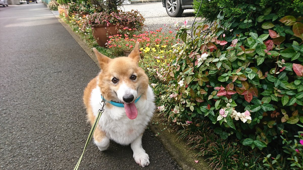 愛犬ジャム君がみまかりました今春に肺がんと診断されたけど最近まで元気に散歩にも行ってたのに…金曜朝からほぼ動かなくなり土 愛犬ジャム君がみまかりました今春に肺がんと診断されたけど最近まで元気に散歩にも行ってたのに…金曜朝からほぼ動かなくなり土