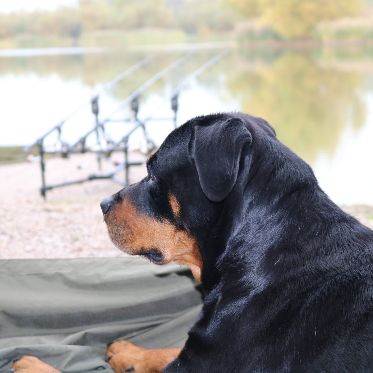 Only her 3rd time but she loves it. 
#CarpDog
#CarpFishing 
#TheBirch https://t.co/3hrKgdyWIL
