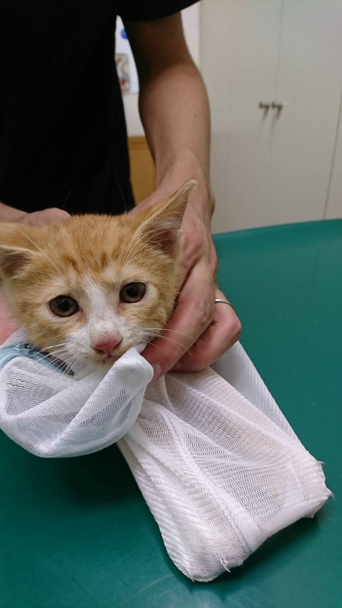 めんごてんてーが保護猫の里親さんになった影響で僕も猫を飼うなら保護猫と思って里親さんになりました!名前は大好きなクズの めんごてんてーが保護猫の里親さんになった影響で僕も猫を飼うなら保護猫と思って里親さんになりました!名前は大好きなクズの