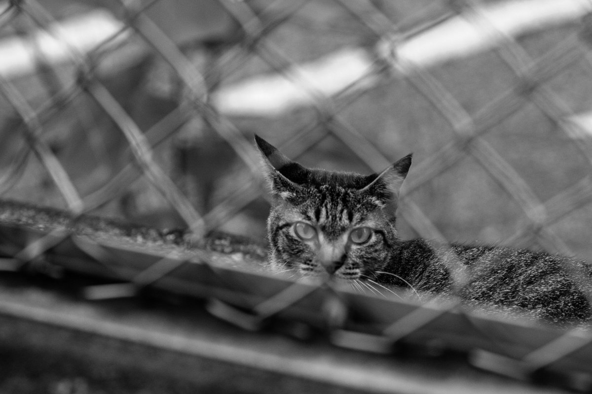 モノクロスナップ練習帖②-#写真好きな人と繫がりたい#カメラ好きな人と繋がりたい #モノクローム #モノクロ#猫 モノクロスナップ練習帖②-#写真好きな人と繫がりたい#カメラ好きな人と繋がりたい #モノクローム #モノクロ#猫