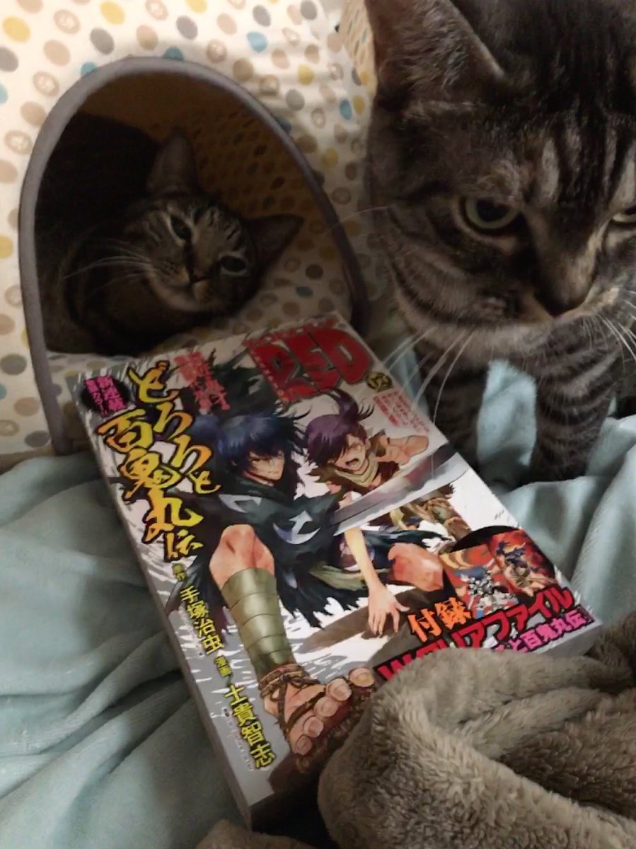本日10/19発売のチャンピオンREDが届きました〜。ニンジャスレイヤー、新章スタートですよ〜。 本日10/19発売のチャンピオンREDが届きました〜。ニンジャスレイヤー、新章スタートですよ〜。
