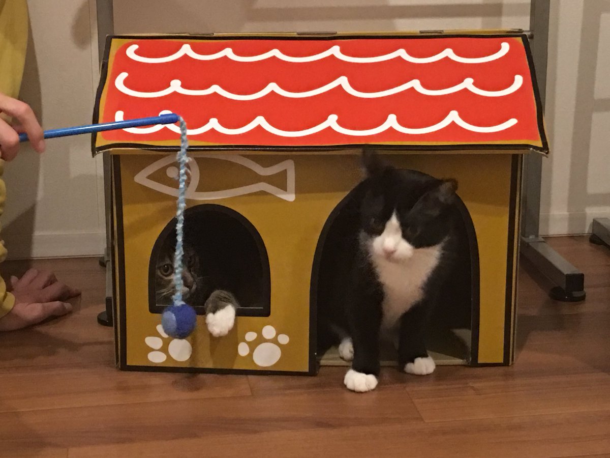 猫縁さんにやってきたヨーヨーくん♪はじめて会った瞬間に「モルガナ?!??!」って思ったのは私だけではあるまい...※あく 猫縁さんにやってきたヨーヨーくん♪はじめて会った瞬間に「モルガナ?!??!」って思ったのは私だけではあるまい...※あく