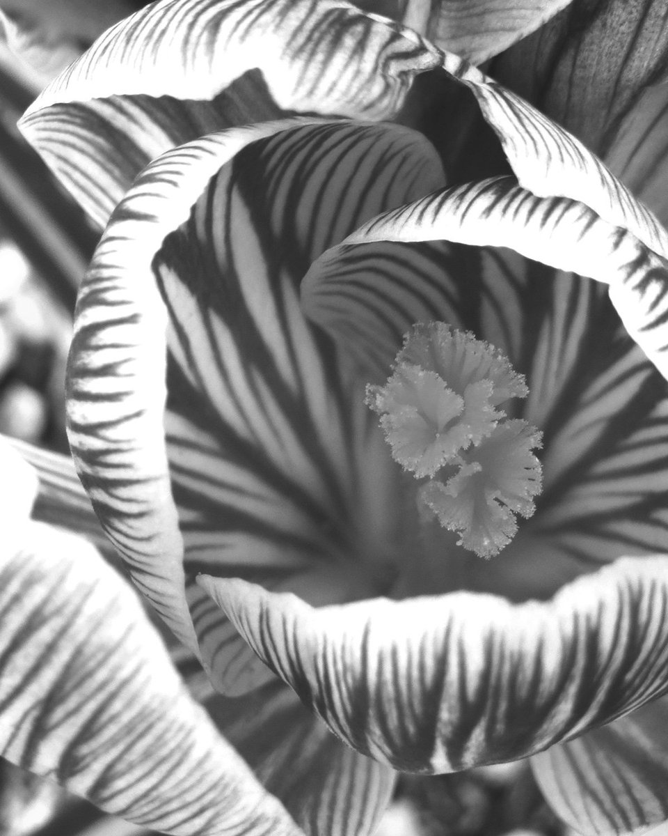 モノクロームの世界も好き✫#モノクロ #モノ #ファインダー越しの私の世界 #BW #black #white #光 モノクロームの世界も好き✫#モノクロ #モノ #ファインダー越しの私の世界 #BW #black #white #光