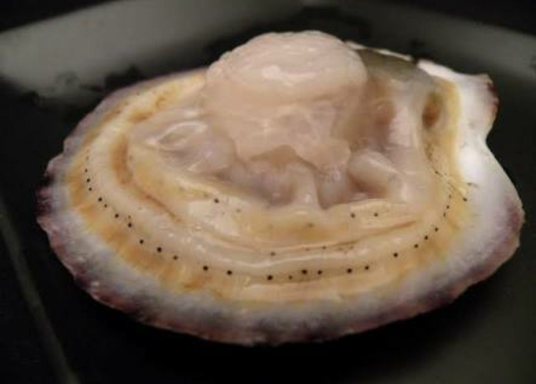 仮想通貨が暇なときは勝手に魚豆知識を流すことにした。ではさっそく。いきなり魚じゃないが。【ホタテ】ホタテの縁のいわゆる「 仮想通貨が暇なときは勝手に魚豆知識を流すことにした。ではさっそく。いきなり魚じゃないが。【ホタテ】ホタテの縁のいわゆる「