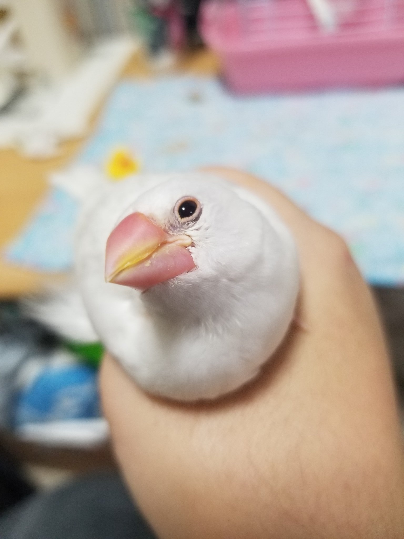 文鳥 In 眠い顔が可愛いぞぉ 文鳥 文鳥はかわいい