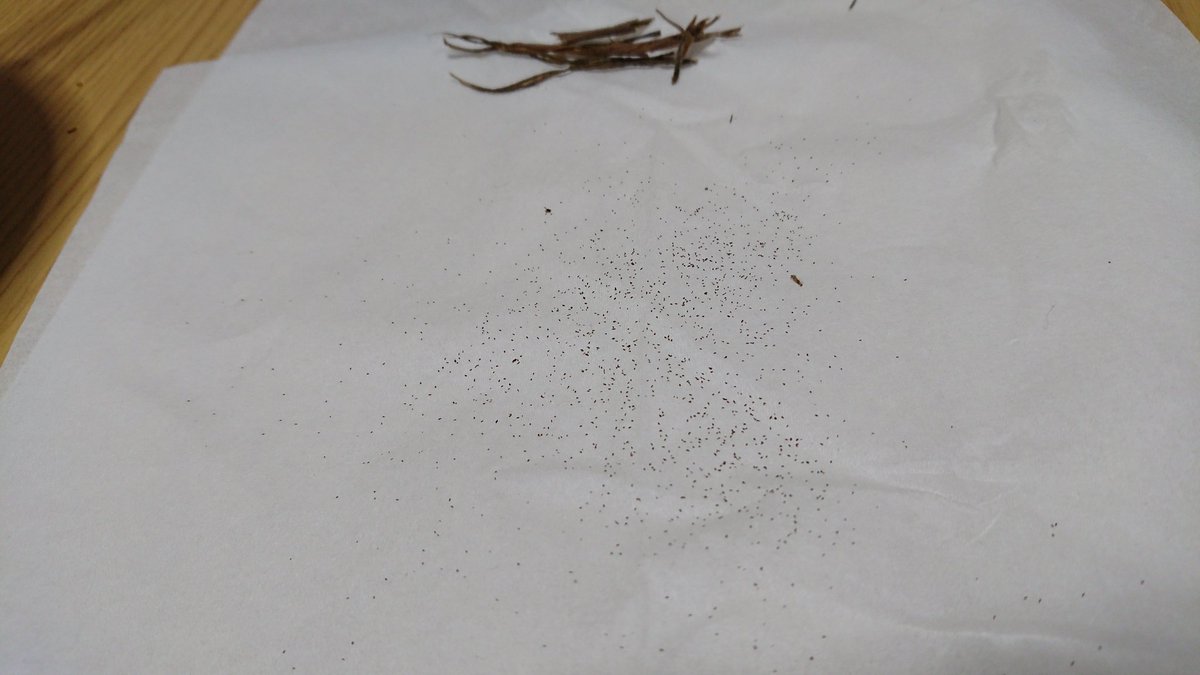 ふざけて分解したら無数の種が取れた。園芸品種「ラピュタ」は少なくとも種は取れることが判明した。 ふざけて分解したら無数の種が取れた。園芸品種「ラピュタ」は少なくとも種は取れることが判明した。