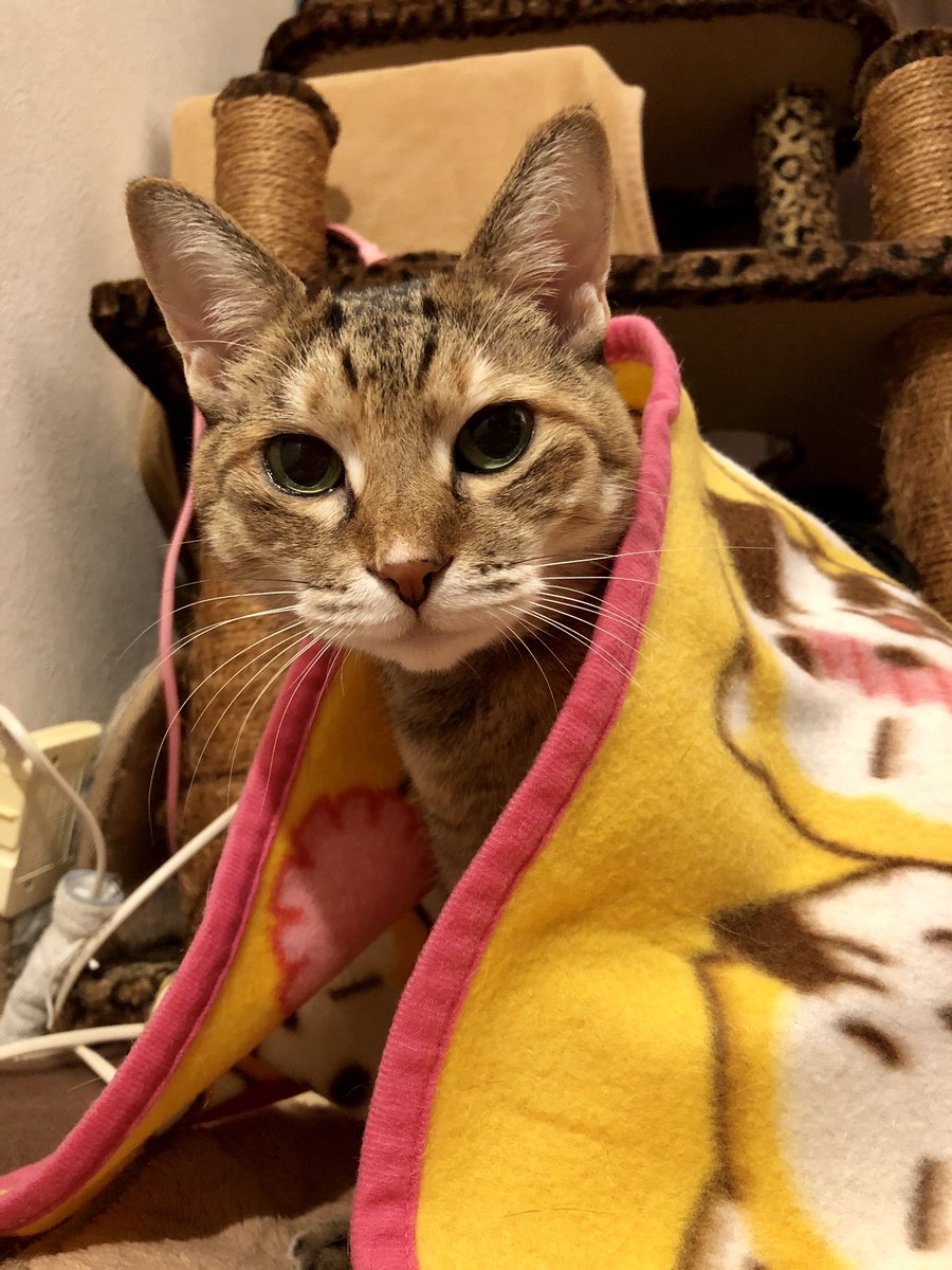 おはじゅこ。きょうもさむいんだって。かぜひかないようにね。ゆづき#秘密結社老猫倶楽部 #猫 #neko #cat #親馬 おはじゅこ。きょうもさむいんだって。かぜひかないようにね。ゆづき#秘密結社老猫倶楽部 #猫 #neko #cat #親馬