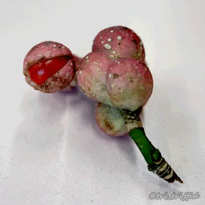 世間的にイマイチ不評🤢なコブシ(辛夷)の実。『寄生獣』のミギーみたいで可愛いと思えなくも?落っこちた後(1,2枚目)に、 世間的にイマイチ不評🤢なコブシ(辛夷)の実。『寄生獣』のミギーみたいで可愛いと思えなくも?落っこちた後(1,2枚目)に、