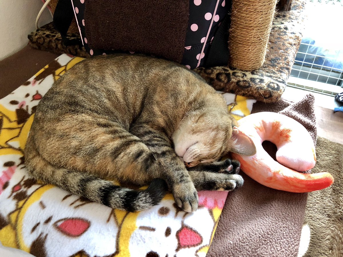 海老とシンクロ(笑)#秘密結社老猫倶楽部 #猫 #neko #cat #親馬鹿 #溺愛 #うちの子ドーン #ゆじゅ # 海老とシンクロ(笑)#秘密結社老猫倶楽部 #猫 #neko #cat #親馬鹿 #溺愛 #うちの子ドーン #ゆじゅ #