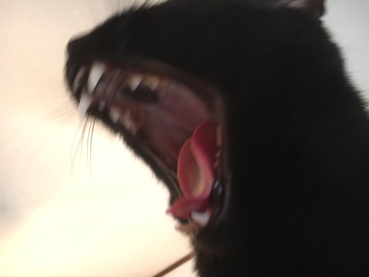 アクビの瞬間寄生獣みたい笑 アクビの瞬間寄生獣みたい笑