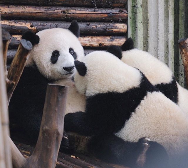 成都パンダ基地【14】成都基地でいちばん美パンダなんじゃと思った子、小丫头(シャオヤートウ)。ただいま12歳。なんと2頭 成都パンダ基地【14】成都基地でいちばん美パンダなんじゃと思った子、小丫头(シャオヤートウ)。ただいま12歳。なんと2頭
