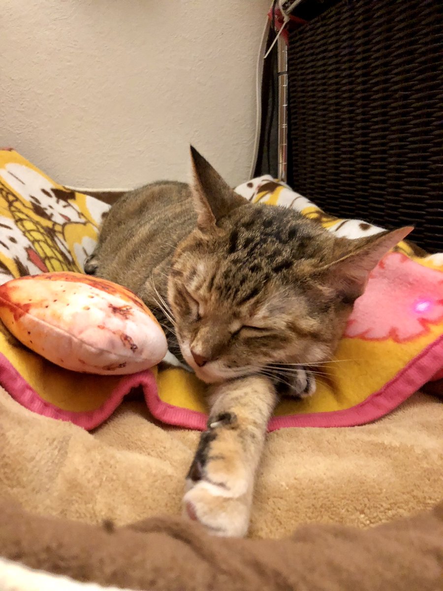 今夜はお肉の気分らしい(笑)#秘密結社老猫倶楽部 #猫 #neko #cat #親馬鹿 #溺愛 #うちの子ドーン #ゆ 今夜はお肉の気分らしい(笑)#秘密結社老猫倶楽部 #猫 #neko #cat #親馬鹿 #溺愛 #うちの子ドーン #ゆ